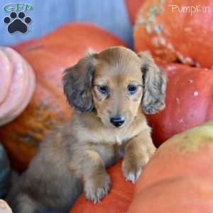 Pumpkin, Dachshund Puppy