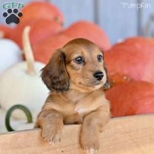 Pumpkin, Dachshund Puppy