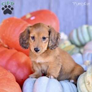Pumpkin, Dachshund Puppy