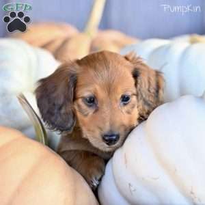 Pumpkin, Dachshund Puppy