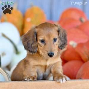 Pumpkin, Dachshund Puppy