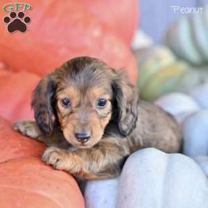 Peanut, Dachshund Puppy