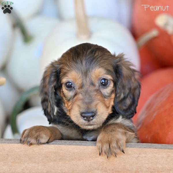 Peanut, Dachshund Puppy