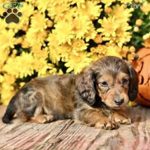Peanut, Dachshund Puppy