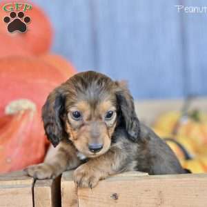 Peanut, Dachshund Puppy