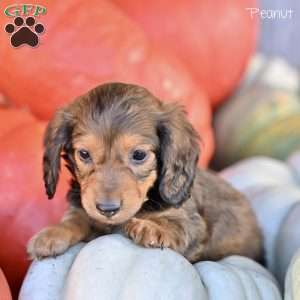 Peanut, Dachshund Puppy