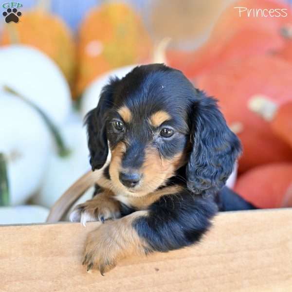 Princess, Dachshund Puppy