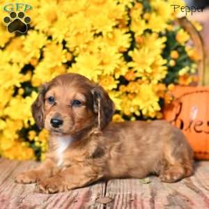 Pepper, Dachshund Puppy