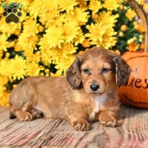 Pepper, Dachshund Puppy