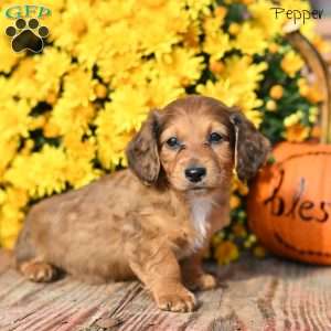 Pepper, Dachshund Puppy