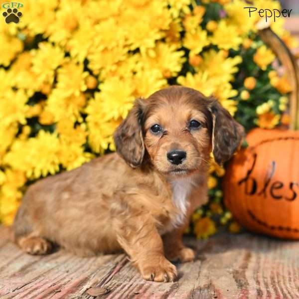 Pepper, Dachshund Puppy