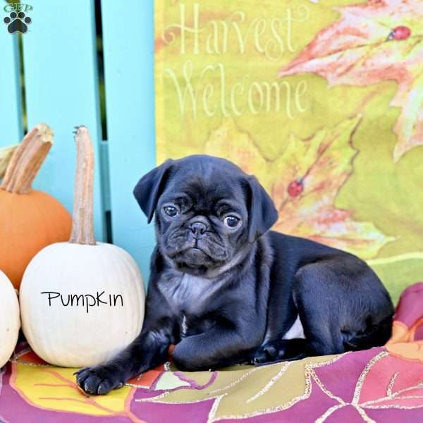 Pumpkin, Pug Puppy