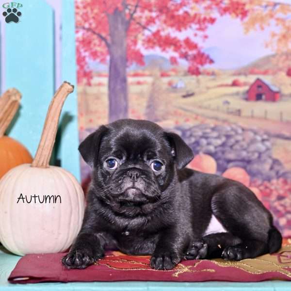Autumn, Pug Puppy