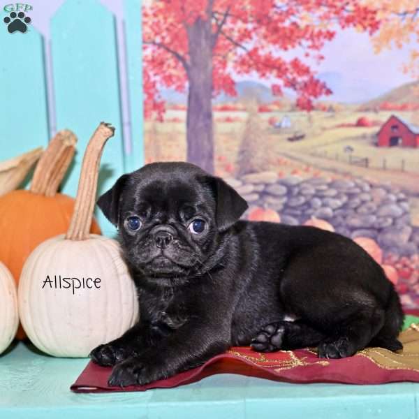 Allspice, Pug Puppy