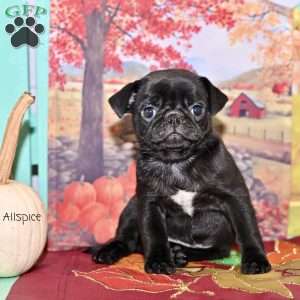 Allspice, Pug Puppy