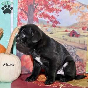 Allspice, Pug Puppy