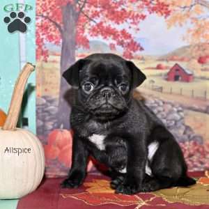 Allspice, Pug Puppy