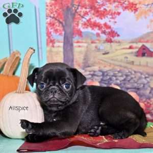 Allspice, Pug Puppy