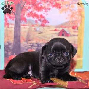 Nutmeg, Pug Puppy