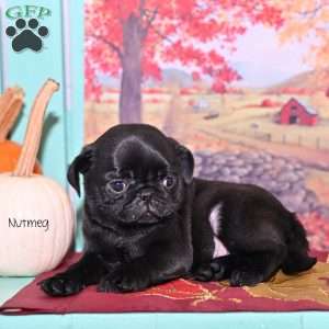 Nutmeg, Pug Puppy