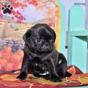 Nutmeg, Pug Puppy