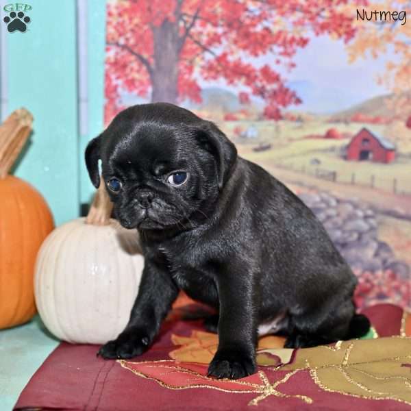 Nutmeg, Pug Puppy