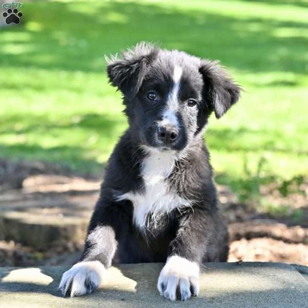 Abby, Australian Shepherd Mix Puppy