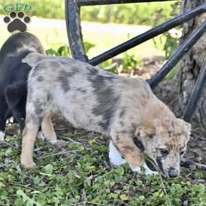 Alice, Australian Shepherd Mix Puppy