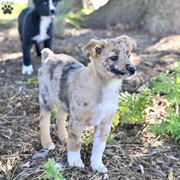 Alice, Australian Shepherd Mix Puppy