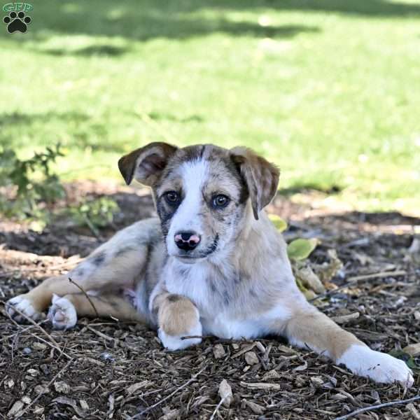Ace, Australian Shepherd Mix Puppy