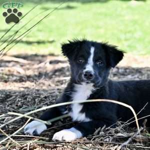 Abby, Australian Shepherd Mix Puppy