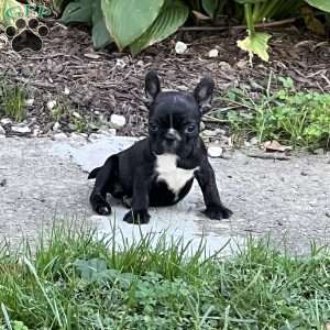 Mickey, French Bulldog Puppy