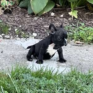 Mickey, French Bulldog Puppy