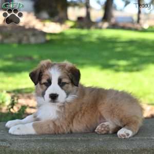 Teddy, Australian Shepherd Puppy