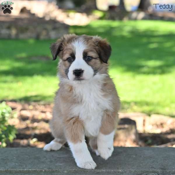 Teddy, Australian Shepherd Puppy