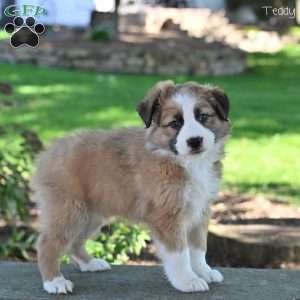 Teddy, Australian Shepherd Puppy