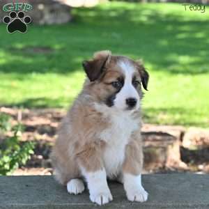 Teddy, Australian Shepherd Puppy