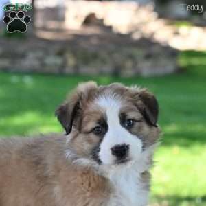 Teddy, Australian Shepherd Puppy