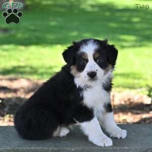 Tulip, Australian Shepherd Puppy