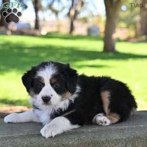 Tulip, Australian Shepherd Puppy