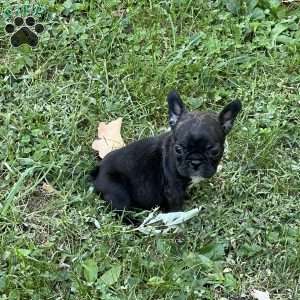 Minnie, French Bulldog Puppy