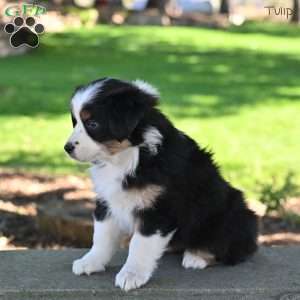 Tulip, Australian Shepherd Puppy