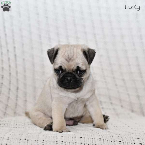 Lucky, Pug Puppy