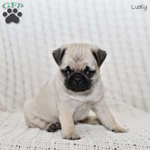 Lucky, Pug Puppy