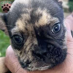 Pluto, French Bulldog Puppy