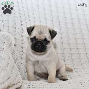 Lucky, Pug Puppy