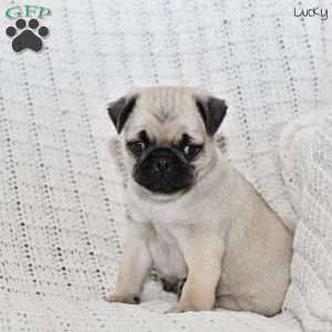Lucky, Pug Puppy