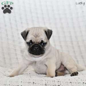 Lucky, Pug Puppy