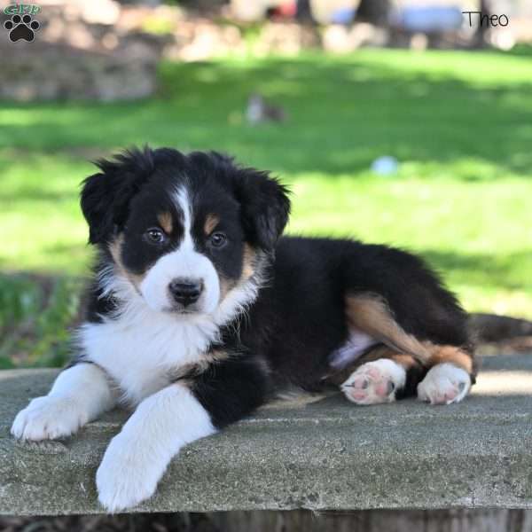 Theo, Australian Shepherd Puppy