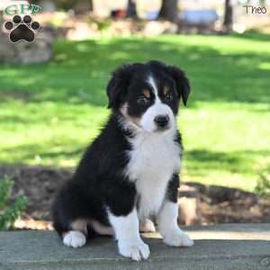 Theo, Australian Shepherd Puppy